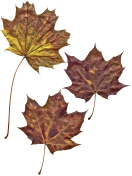 高分辨率的秋天干枫叶孤立在白色的背景
