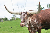 谢谢Ankole Watusi