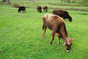 奶牛在绿色的草地上吃草