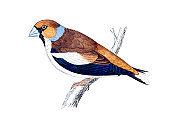 Hawfinch -手工彩色雕刻