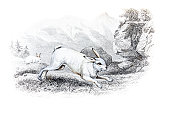 白野兔手彩色版画