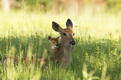 警惕藏在草丛中的牝鹿和小鹿