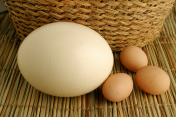 蛋和鸡蛋