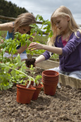 儿童园艺种植西红柿