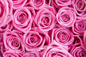 粉色的玫瑰露