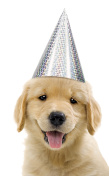 派对狗，戴着银色派对帽的狗