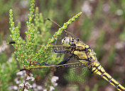 黑尾蜻蜓(Orthetrum cancellatum)雌