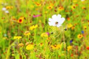 蜜蜂在雏菊花和五颜六色的野花草地上-放松景观