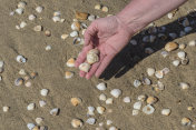 手里拿着贝壳等许多散落在沙滩上的东西