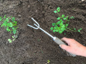 在菜园里种芹菜