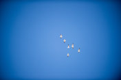一群海鸥在湛蓝的背景下列队飞翔