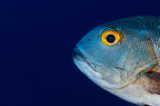 热带鲷鱼鱼