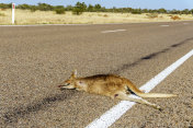 澳大利亚高速公路上袋鼠死亡事件