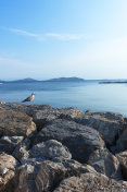 海鸥在海边的岩石上