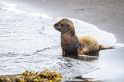 伊莎贝拉岛的婴儿Galápagos海狗(Arctocephalus galapagoensis)