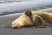 伊莎贝拉岛的婴儿Galápagos海狗(Arctocephalus galapagoensis)