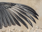 黑秃鹫展开翅膀