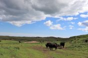 田间肉牛