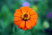 zinnia线虫花