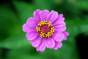 zinnia线虫花