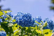 蓝色的绣球花，蓝色的天空