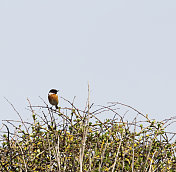 石鳖(石鳖)男