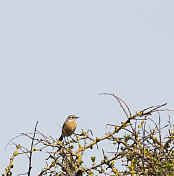 石鳖(石鳖)女