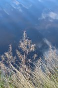 河岸上杂草和芦苇倒映在水中