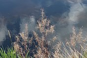 河岸上杂草和芦苇倒映在水中