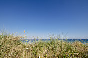 野草，蓝天，康沃尔纽基的费斯特拉海滩