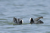 欧亚白骨顶战斗(Fulica atra)