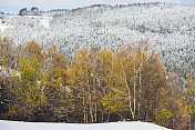 山上的山毛榉林，冬天第一场雪