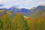 秋天的松树林地景观-奥地利蒂罗尔的因斯布鲁克乡村