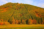 秋天的松树林地景观-奥地利蒂罗尔的因斯布鲁克乡村