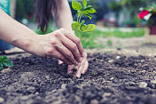 Re-Potting。年轻女子在花园里盆栽罗勒