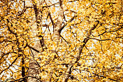 黄杨树叶在秋天