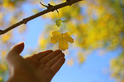 秋天，人们的手触摸着树梢上一片枯黄的叶子