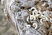 《Driftwood》中的Ram's Horn Shell (Spirula Spirula)