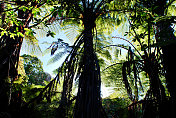 新西兰原产的Ponga树蕨类