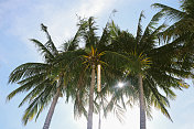 泰国帕岸海滩上的棕榈树