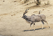 津巴布韦万基国家公园大羚羊