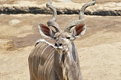 津巴布韦万基国家公园大羚羊