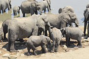 非洲象Loxodonta非洲象群饮用津巴布韦Masuma大坝