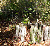 大自然的计划:从一棵旧的砍下来的树长出一棵新树