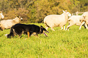 一只训练有素的牧羊犬在驱赶一群羊
