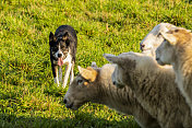 一只训练有素的牧羊犬在驱赶一群羊