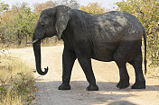 站在津巴布韦万基的非洲象Loxodonta africana