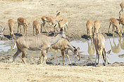 大羚羊母羚羊在津巴布韦万吉国家公园饮水