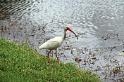 单一热带水鸟白鹮在湖边狩猎