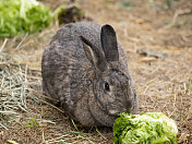 棕色兔子吃莴苣